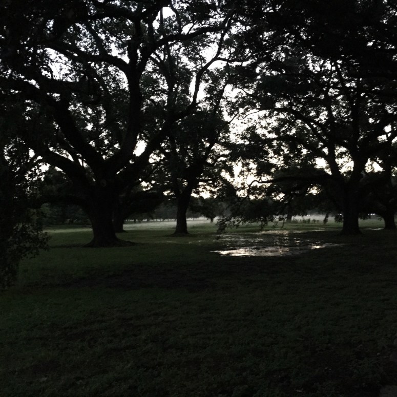 live_oaks